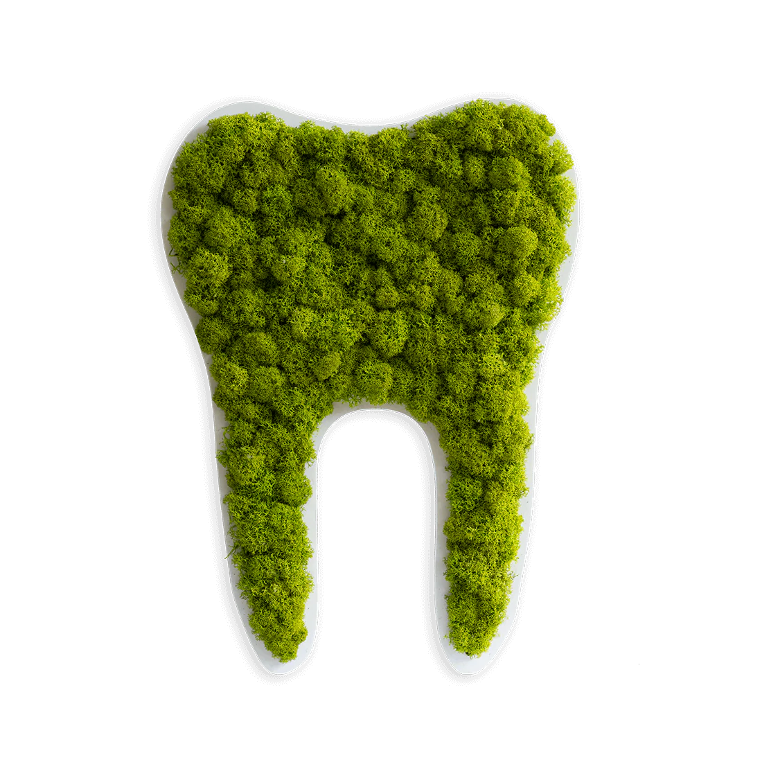 image of tooth shapeed moss decoration