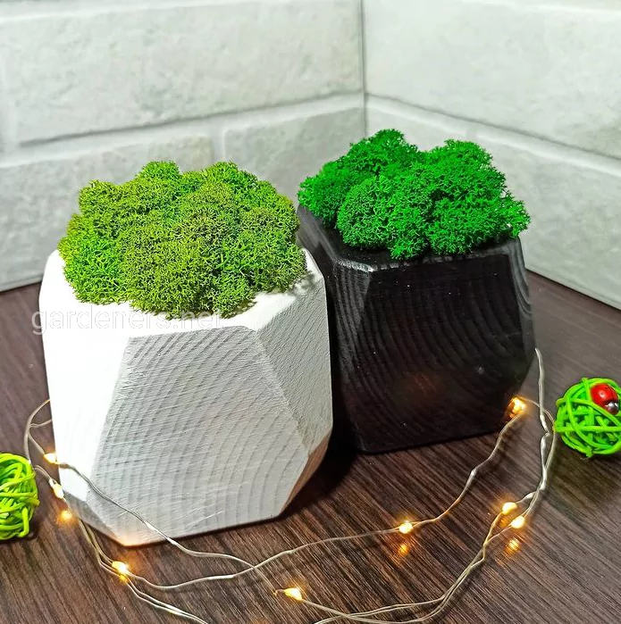 image of moss decor