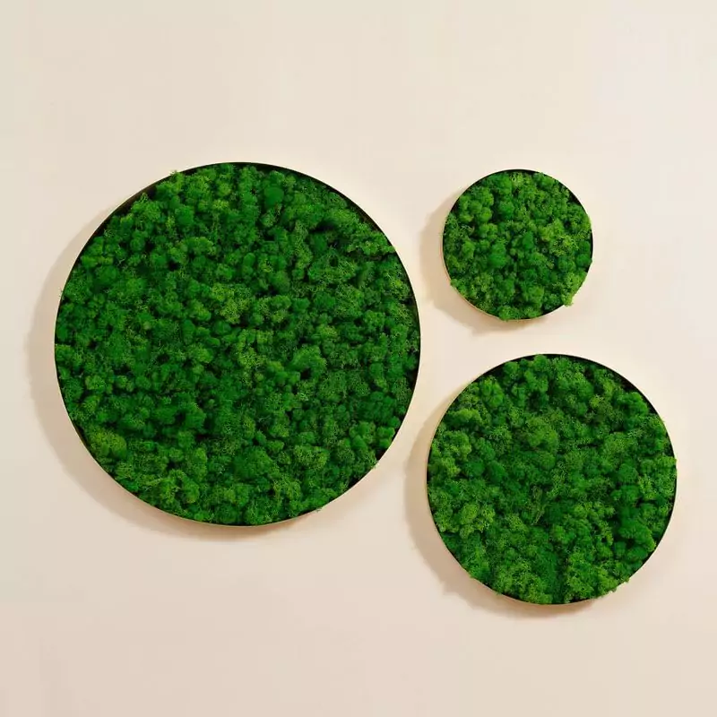 image of moss decor